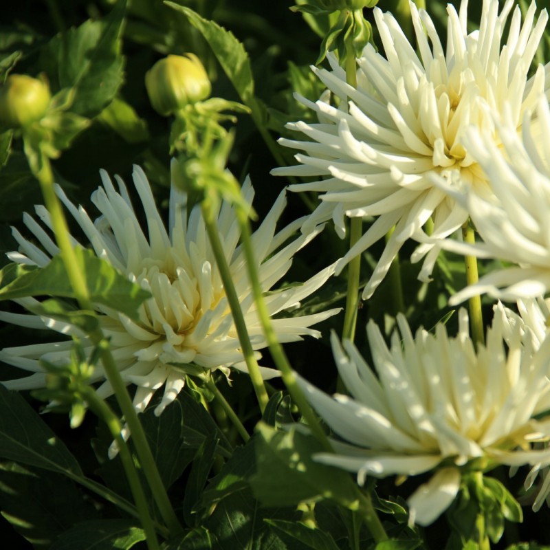 Dahlia ‘Playa Blanca’