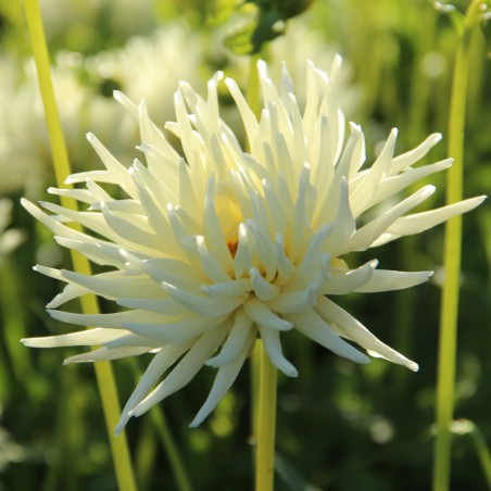 Dahlia ‘Playa Blanca’