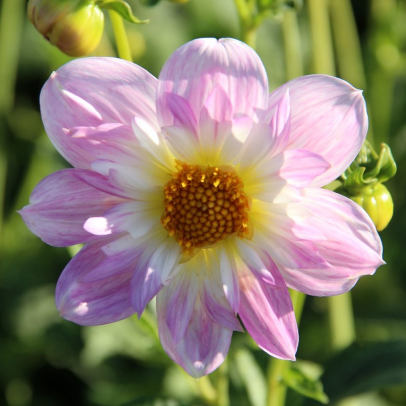 Dahlia ‘Teesbrooke Audrey’