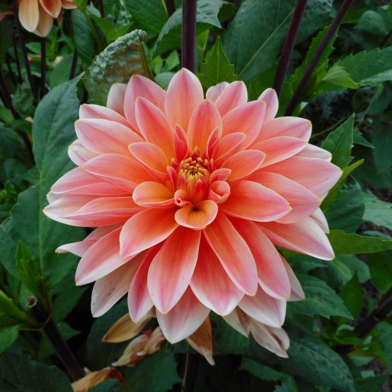 Dahlia 'Mister Frans'