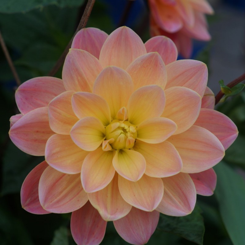 Dahlia 'Mister Frans'