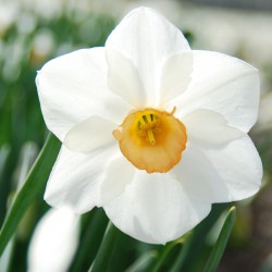 Narcissus 'Sophie Girl'