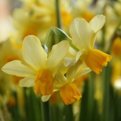 Narcissus 'Eaton Song'