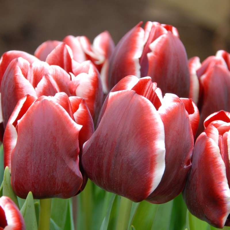 Tulipa 'Armani'