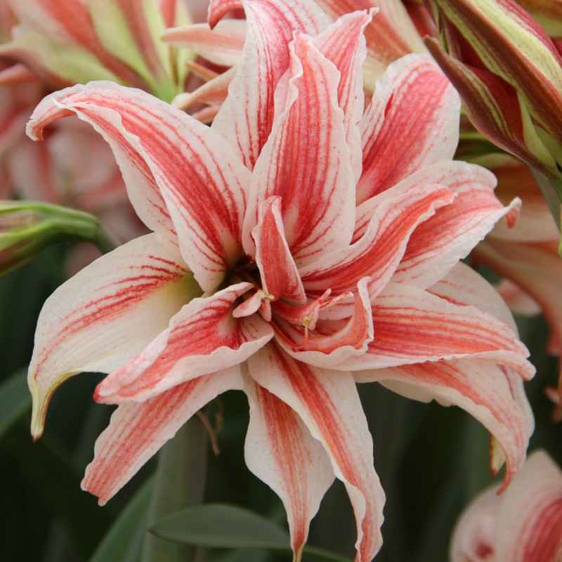 Hippeastrum Striped Garden®