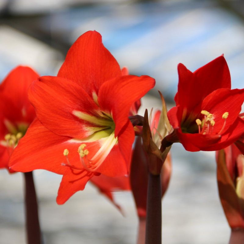 Hippeastrum Striped Garden®