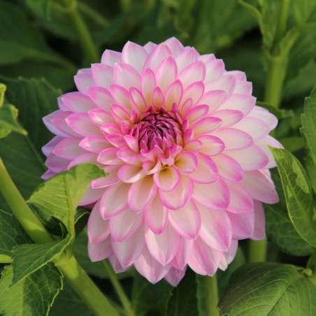 Dahlia 'Arbatax'