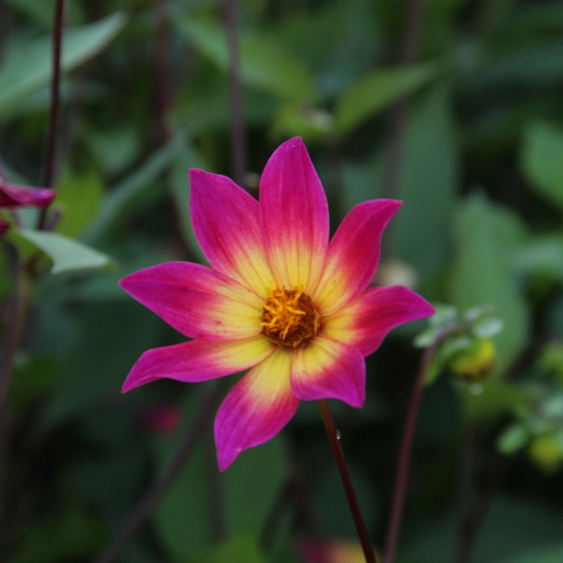 Dahlia &lsquo;Bright Eyes&rsquo;