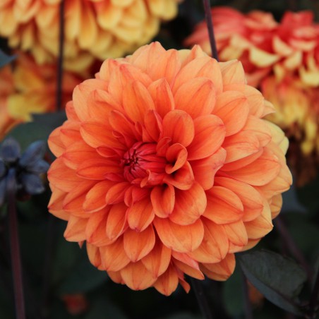 Dahlia 'David Howard'