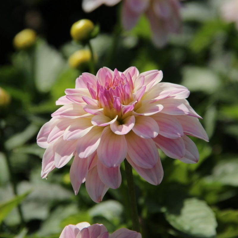 Dahlia 'Pacific Jewel'