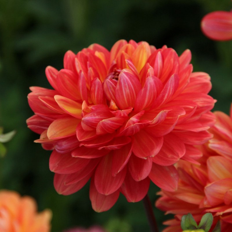 Dahlia 'Graceland'