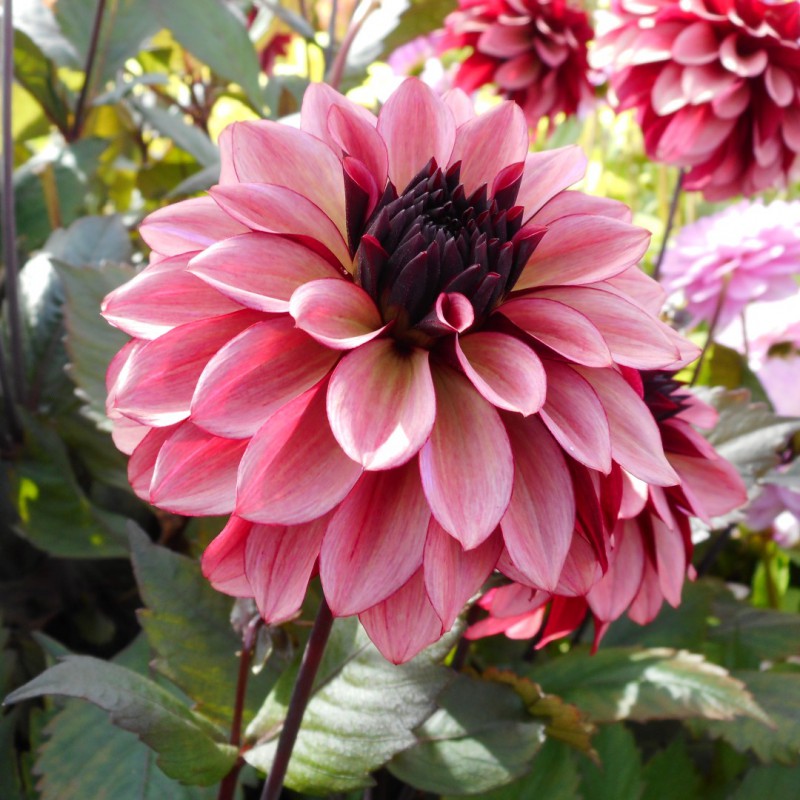 Dahlia Night Silence