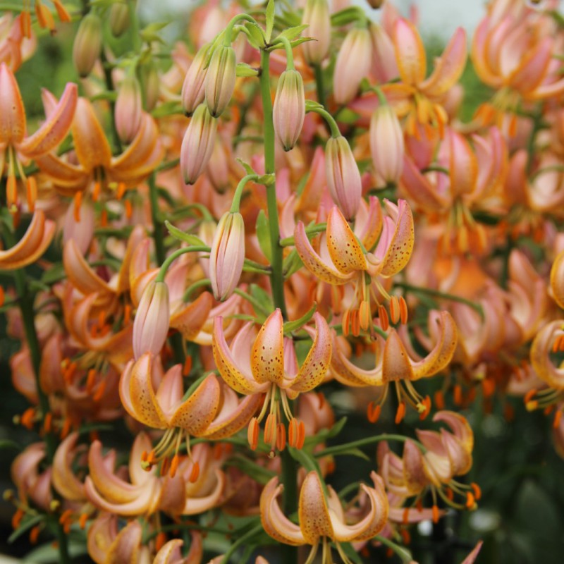 Lilium martagon 'Fairy Morning'