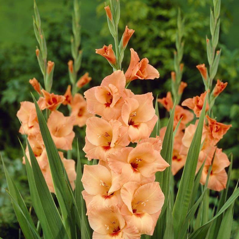 Gladiolus