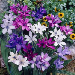 100 x Summer Flowering Bulb Mix 8 Varieties Bolly Bulbs® 