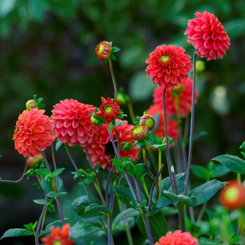 Dahlia ‘Red Fox’