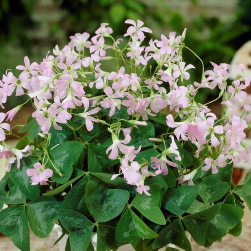 Oxalis Triangularis Fanny