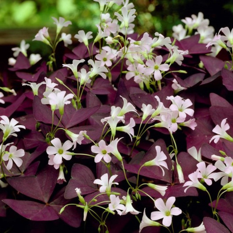 Oxalis Triangularis Myke