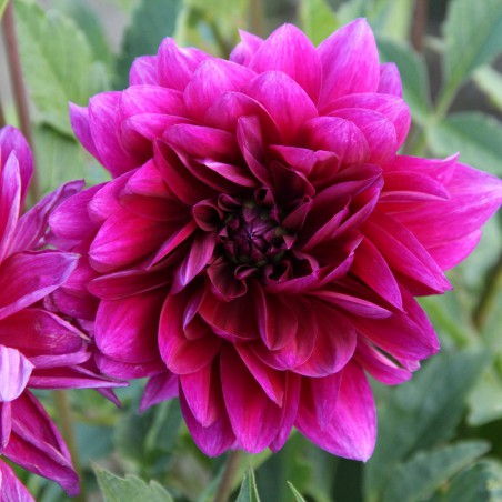 Dahlia 'Le Baron'