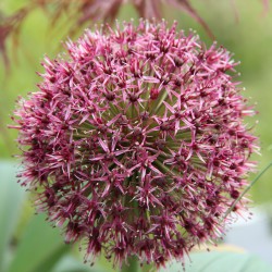 Allium karataviense x 'Red...