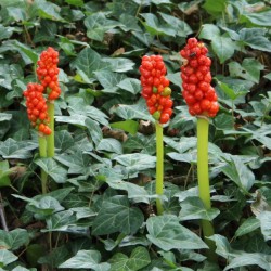 Arum italicum