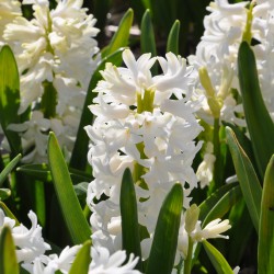 Hyacinthus 'Aiolos'