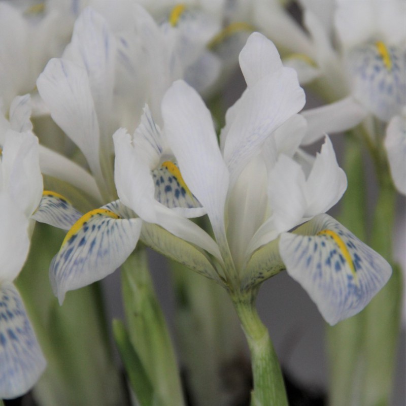 Iris reticulata 'Polar Ice