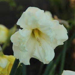 Narcissus 'Colblanc'
