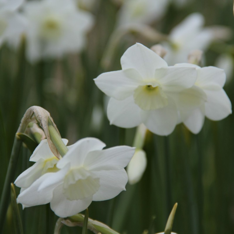 Narcissus 'Dainty Miss'