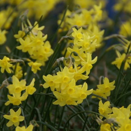 Narcissus 'sabrosa'