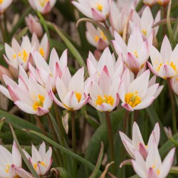 Tulipa cretica 'Hilde'
