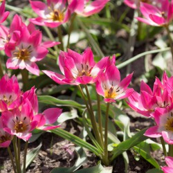 Tulipa 'Garden of Clusius'