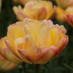 Tulipa 'Cream Upstar'®