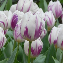 Tulipa 'Flaming Flag'