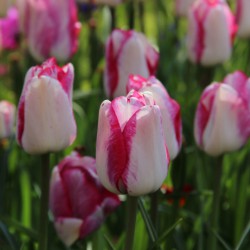 Tulipa 'Just Kissed'