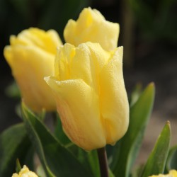Tulipa 'Sunny Prince'
