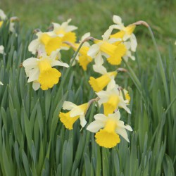 Narcissus pseudo. subsp....