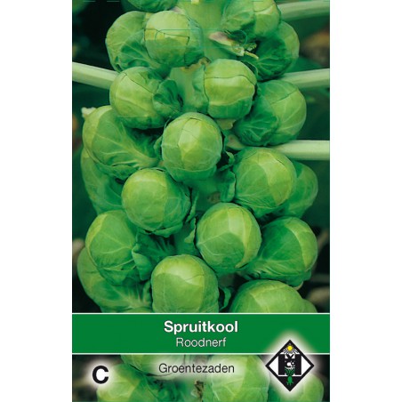 Spruitkool, Brassica oleracea gemmifera 'Roodnerf' -seeds-