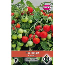 Pot tomaat, Lycopersicon...