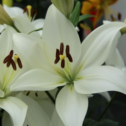 Lilium