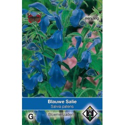 Salvia patens   -seeds-