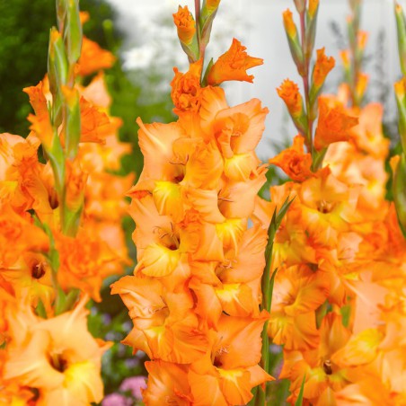 Gladiolus 'Olympic Flame'