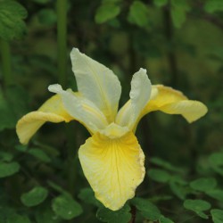 Iris sibirica 'Butter and...