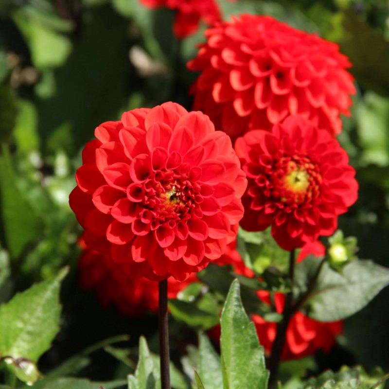 Dahlia, Ball