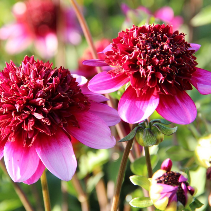 Dahlia ‘Poodle Skirt’