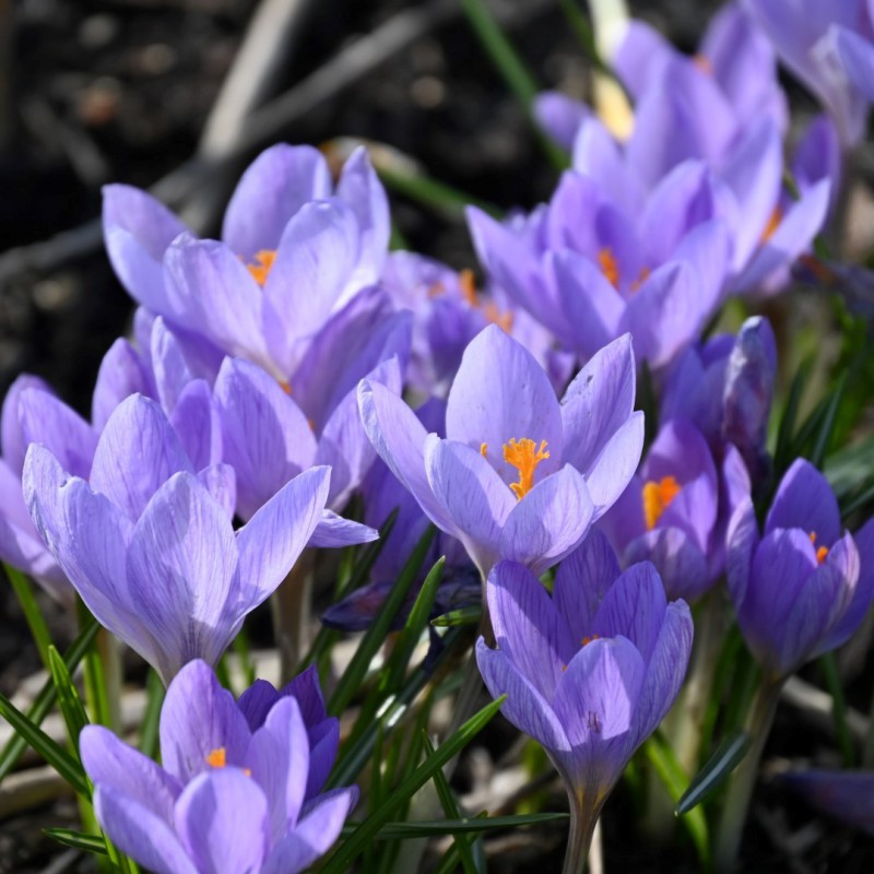 Crocus etruscus 'Zwanenburg'