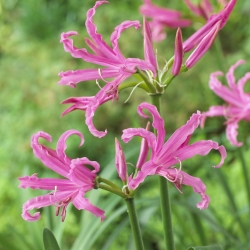 Nerine bowdenii mix