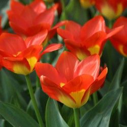 Tulipa 'Oracle'