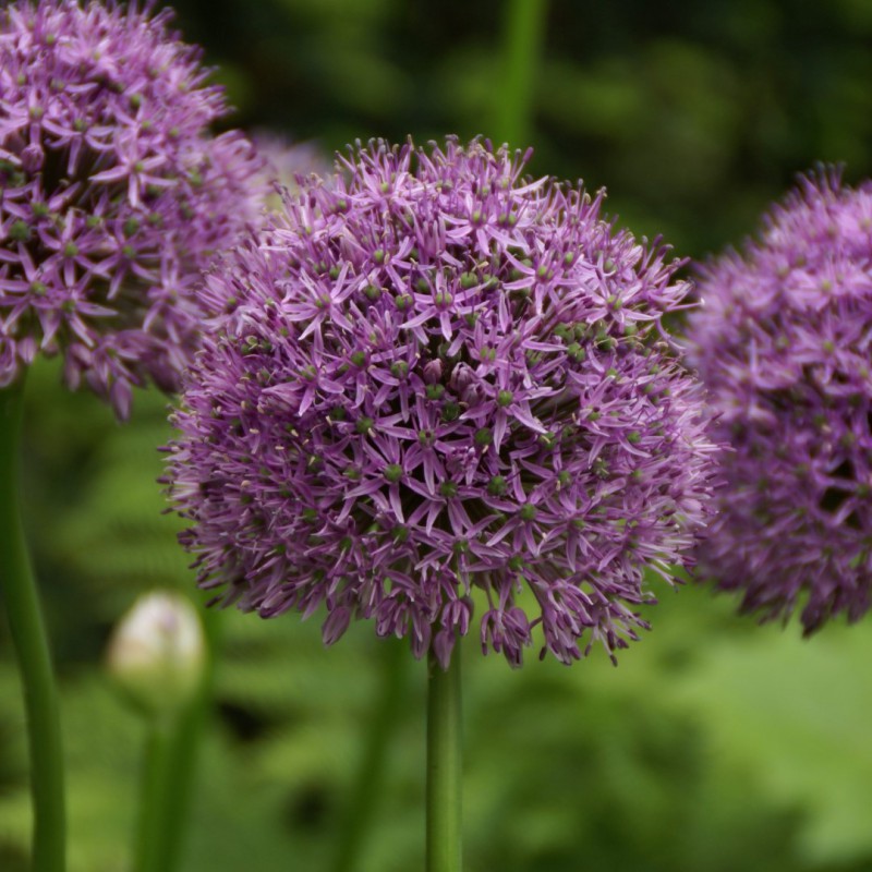 Allium 'Gladiator'