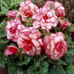 Begonia 'Bouton de Rose'